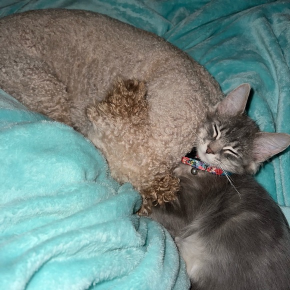 Meet your Posher, Emma - Picture 6 of 8